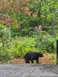 First night there. Male bear