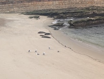 Sunbathing seals