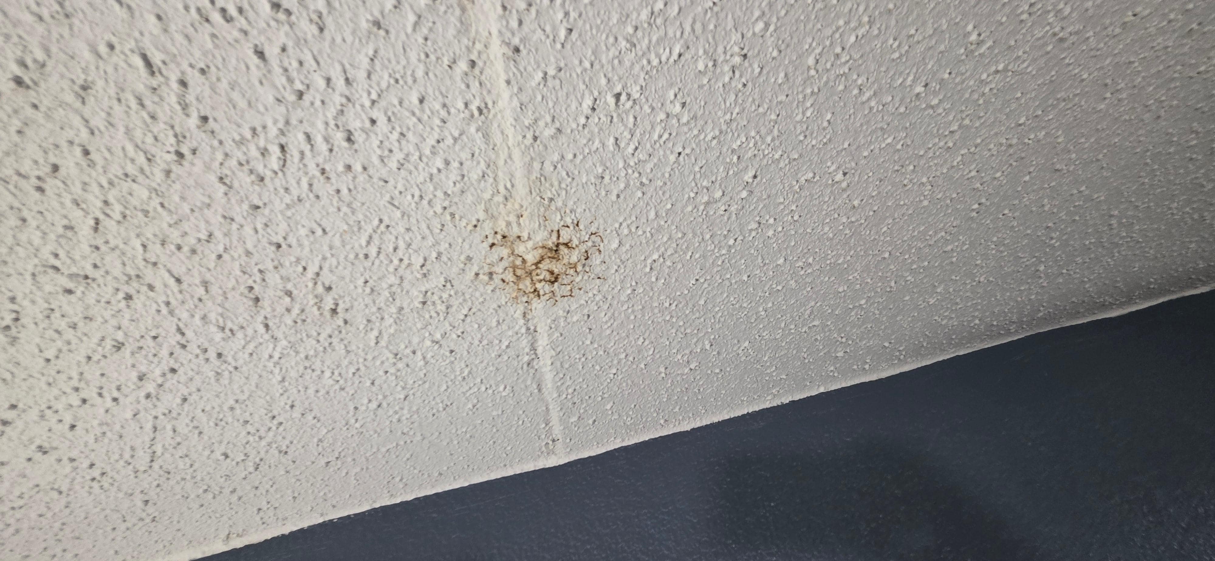 More ceiling stains/damage