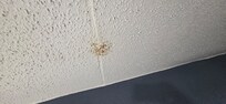 More ceiling stains/damage