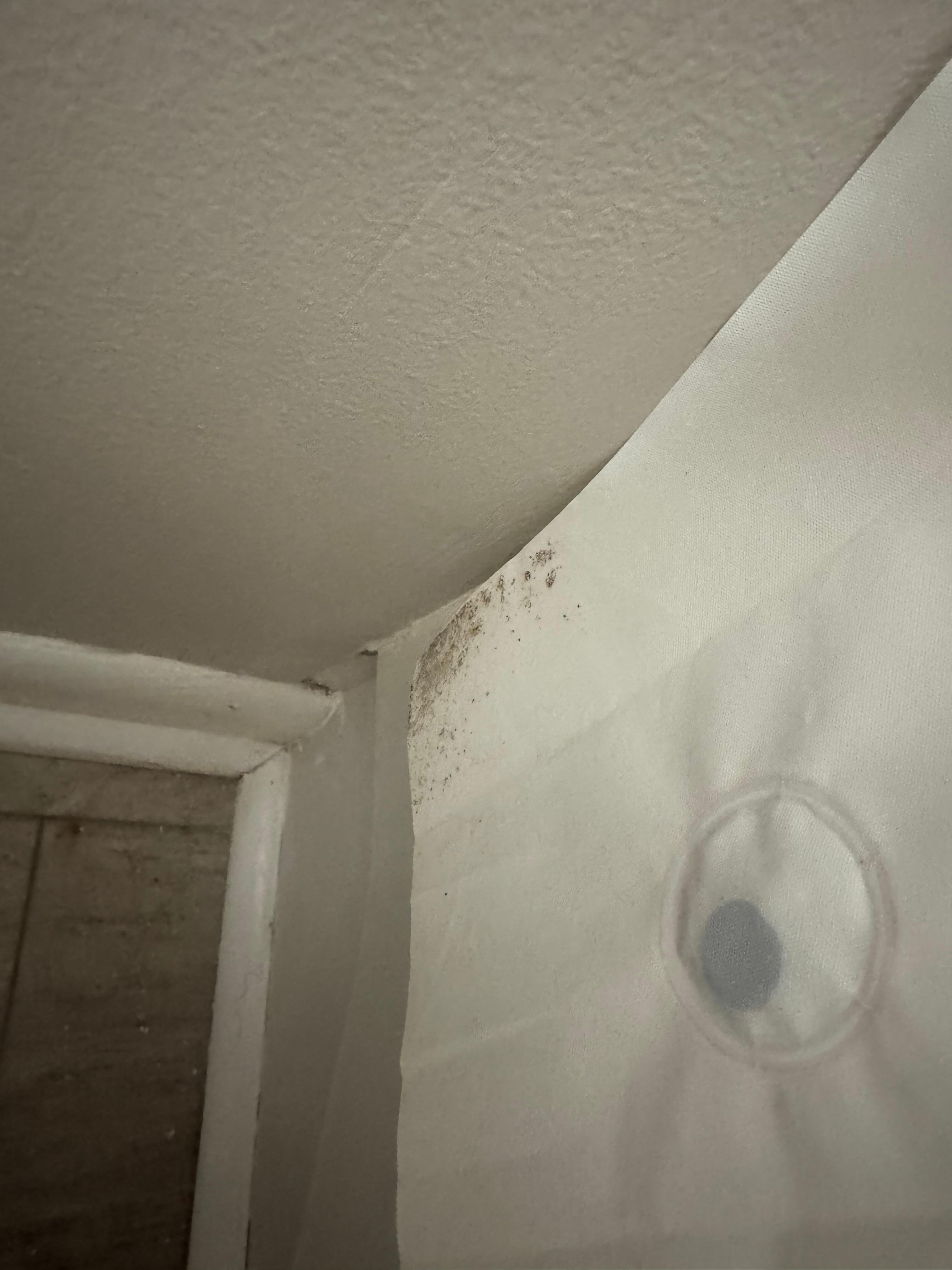 Mildew/mold on shower curtain. 