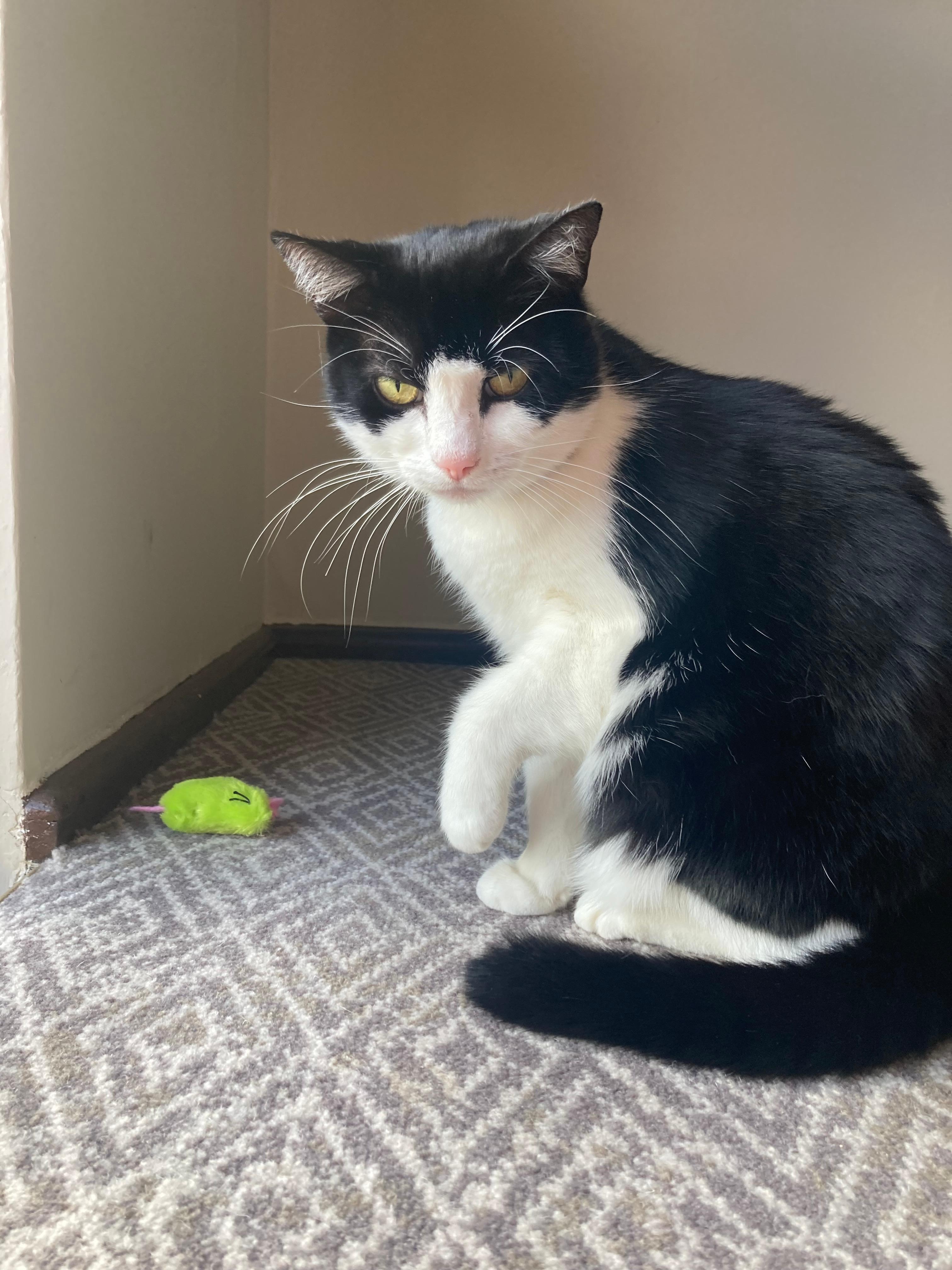 Hattie the hotel cat