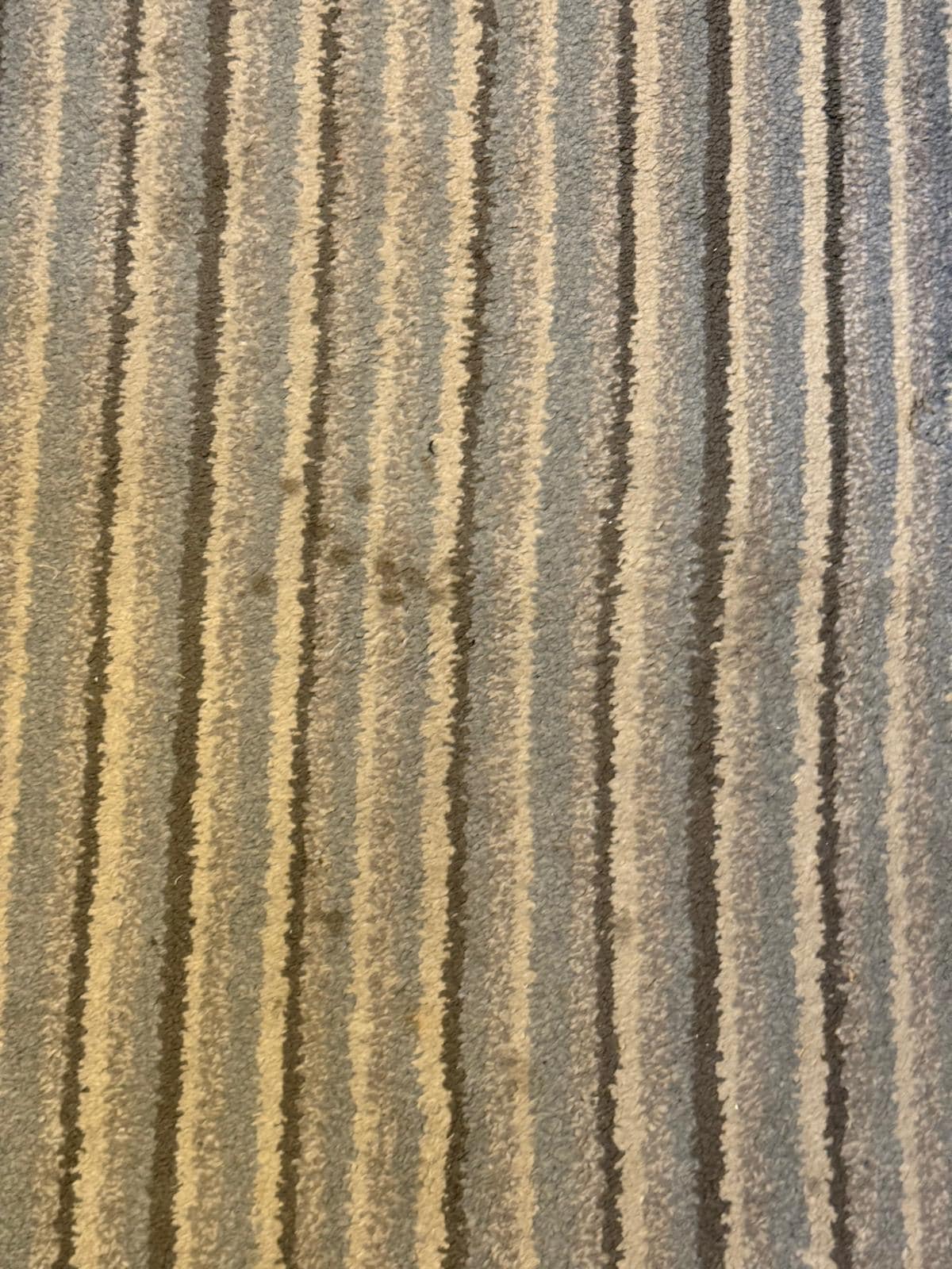 The entire carpet was stained 