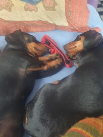 Lucy ❤️ duke 💙