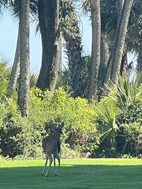 Deer everywhere!
