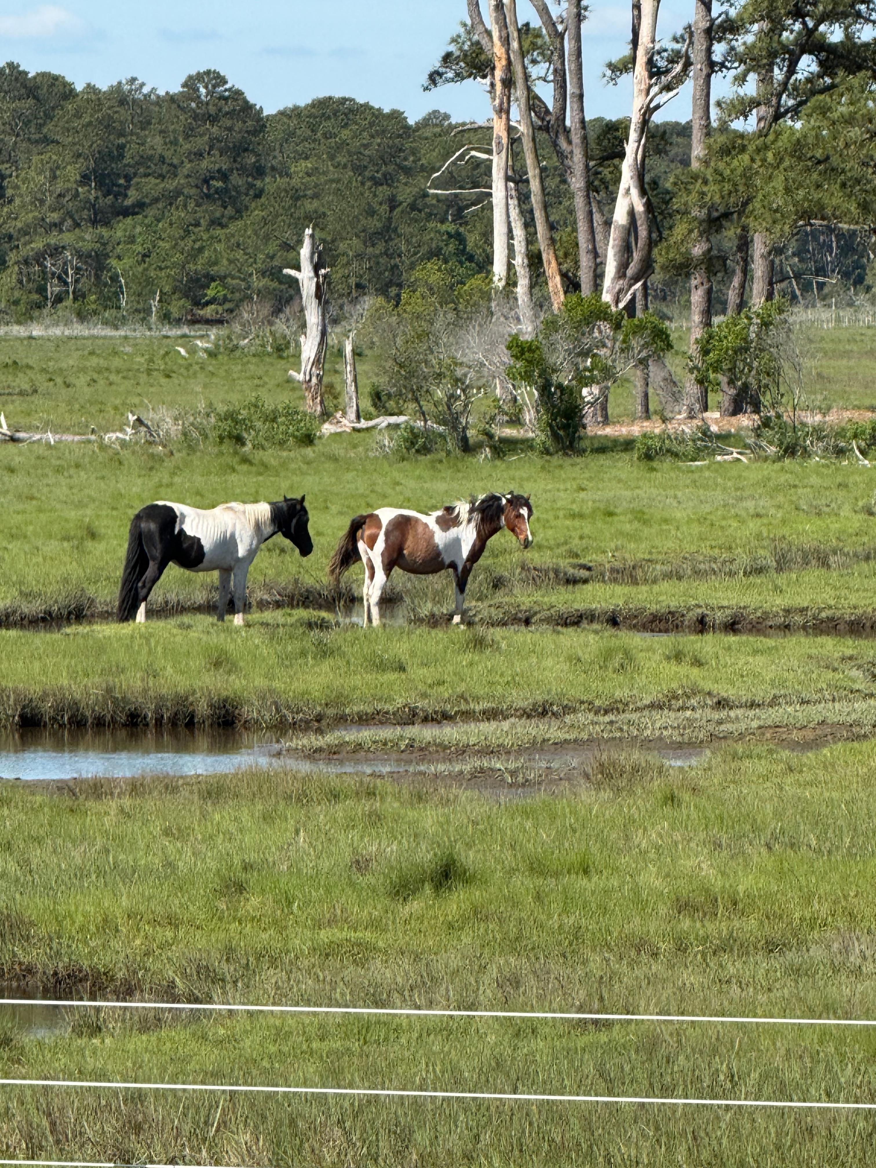 Wild Horses