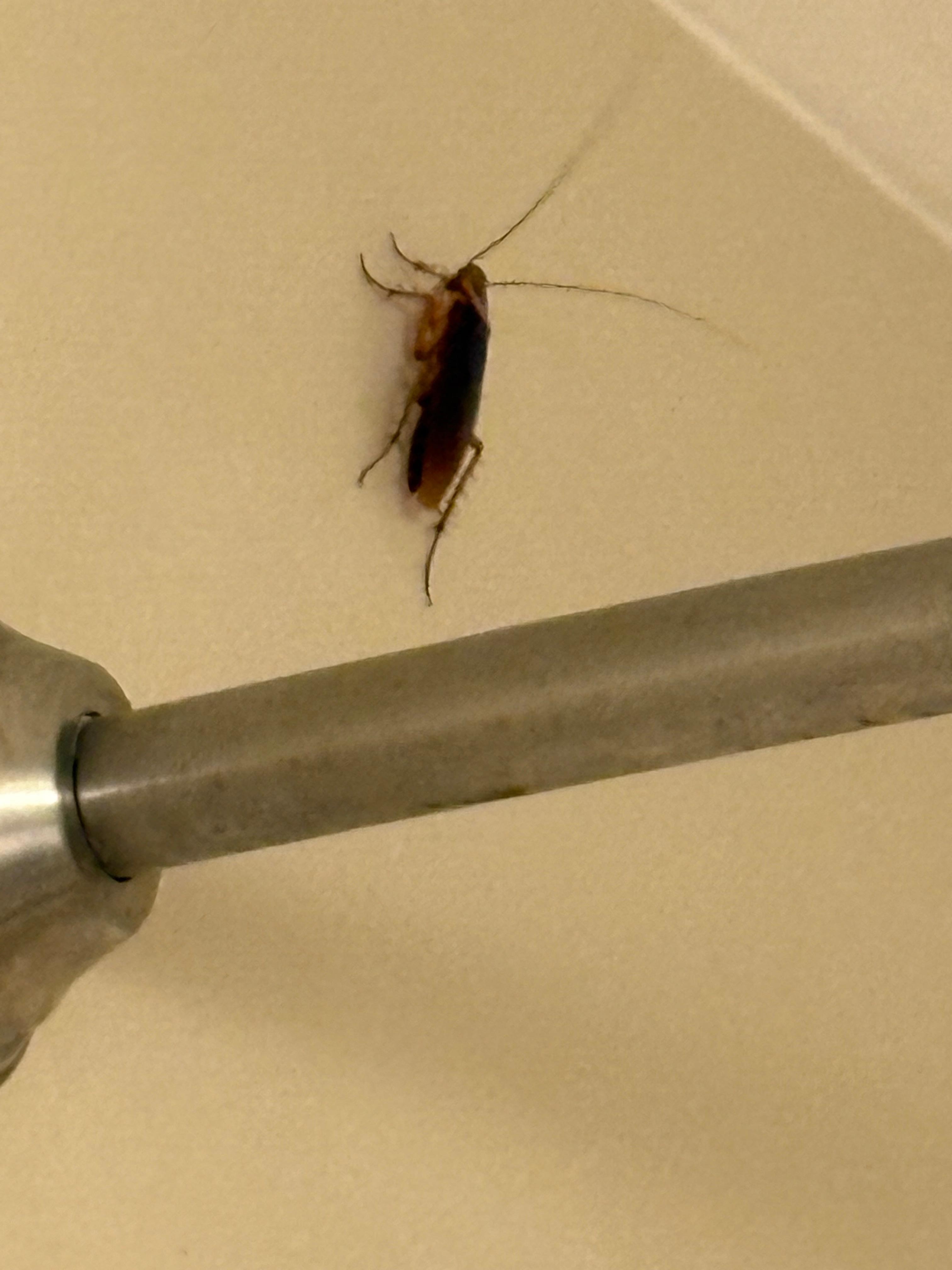 This cockroach (we killed with a broom) was 2-1/2 inches long and in the bath. 