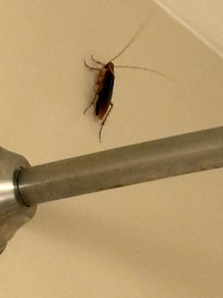 This cockroach (we killed with a broom) was 2-1/2 inches long and in the bath.