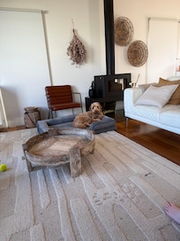 Remy loving his first beach holiday!