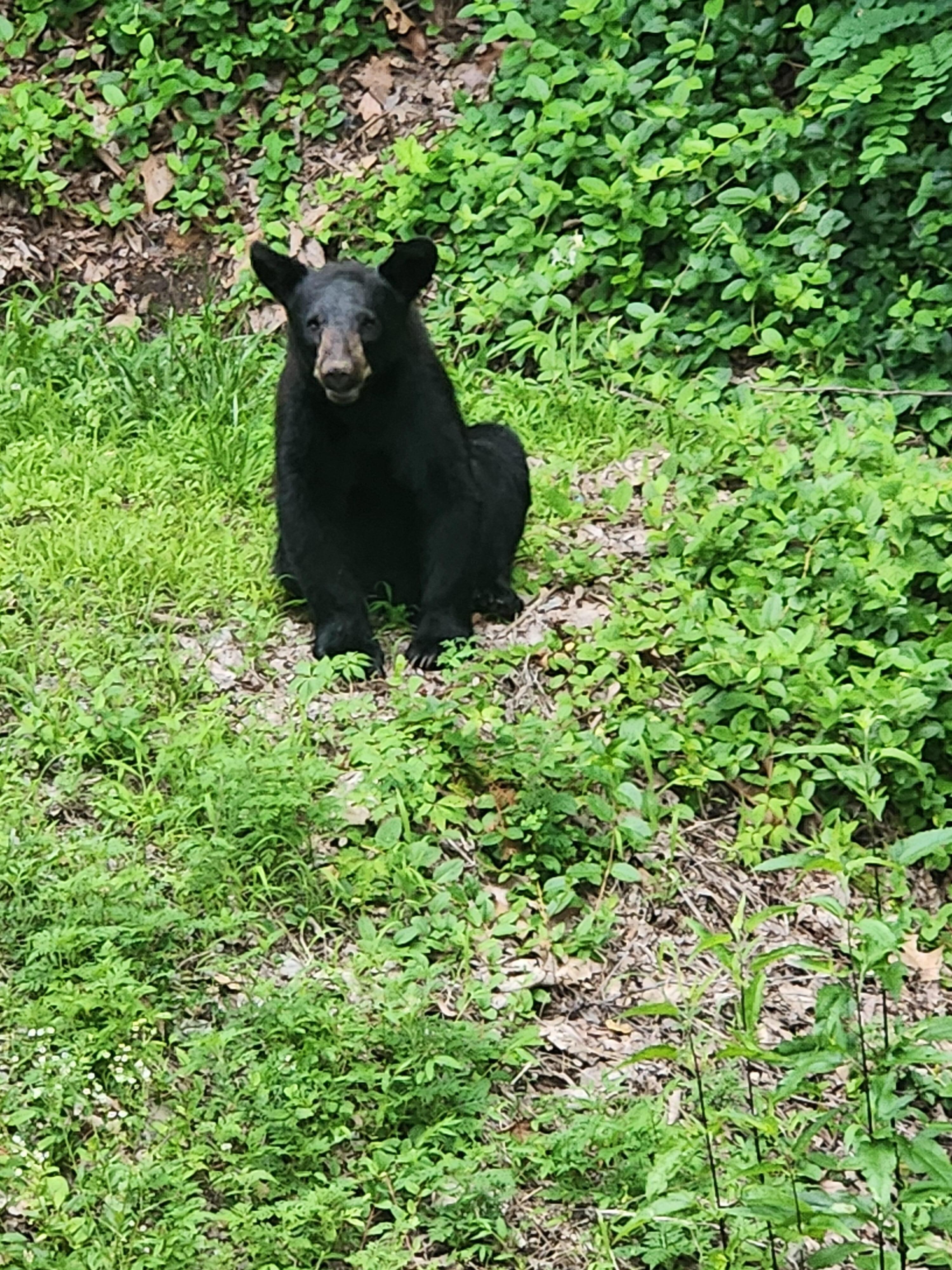 Bear RIGHT oustide the cabin, near the garbage cans. Make sure you follow all guidelines about food!