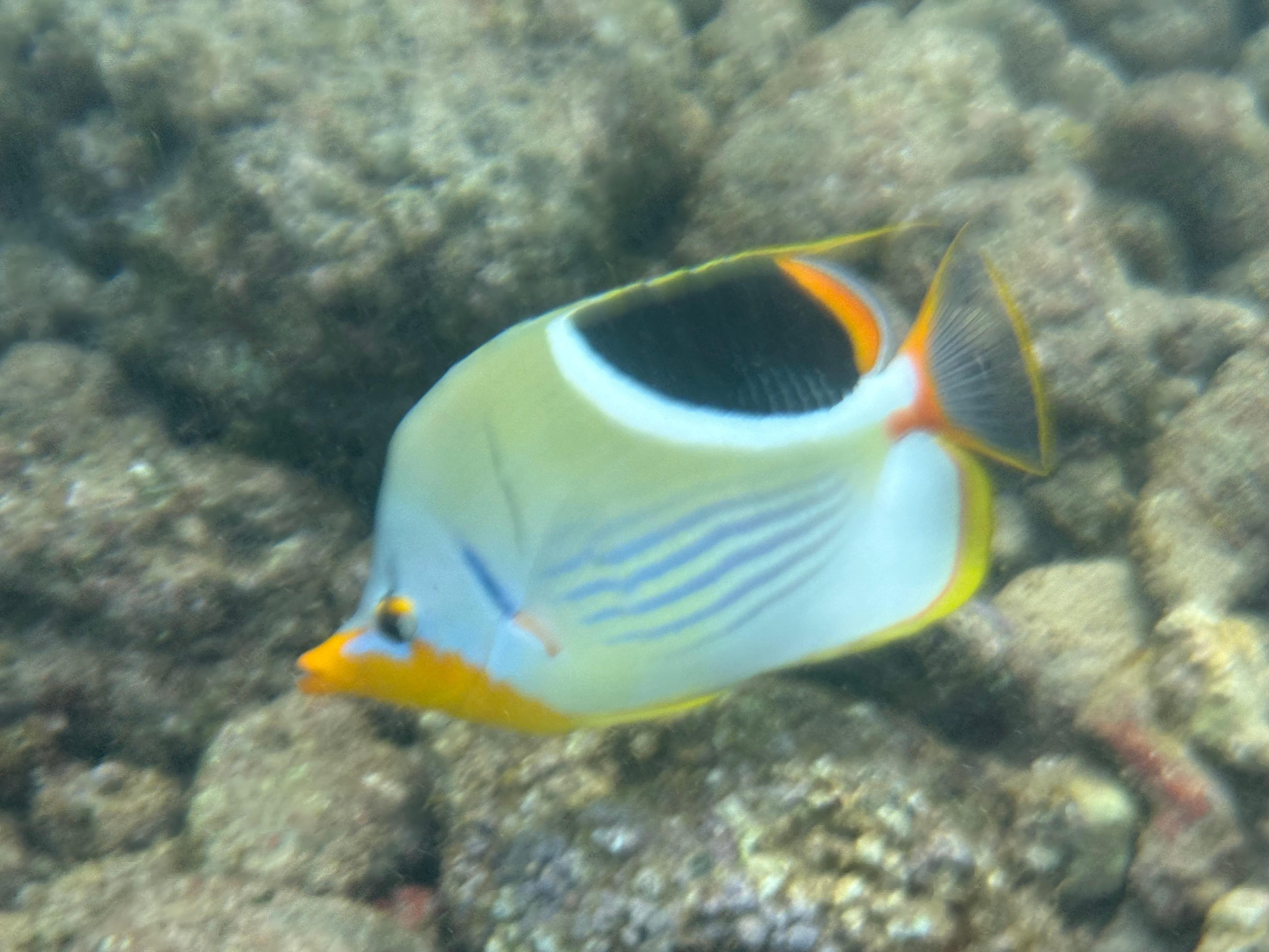 Underwater shot on Poipu beach