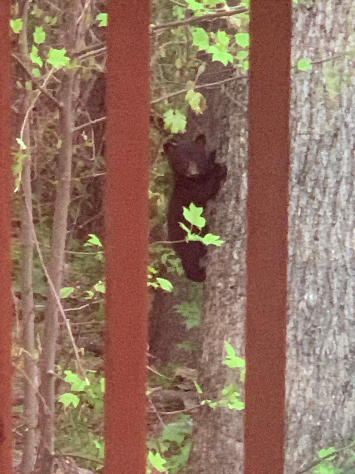 Baby Bear