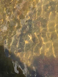 I was able to see start fish from the dock in the back yard