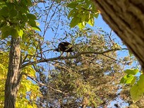 Wild Turkey in the tree outside the window