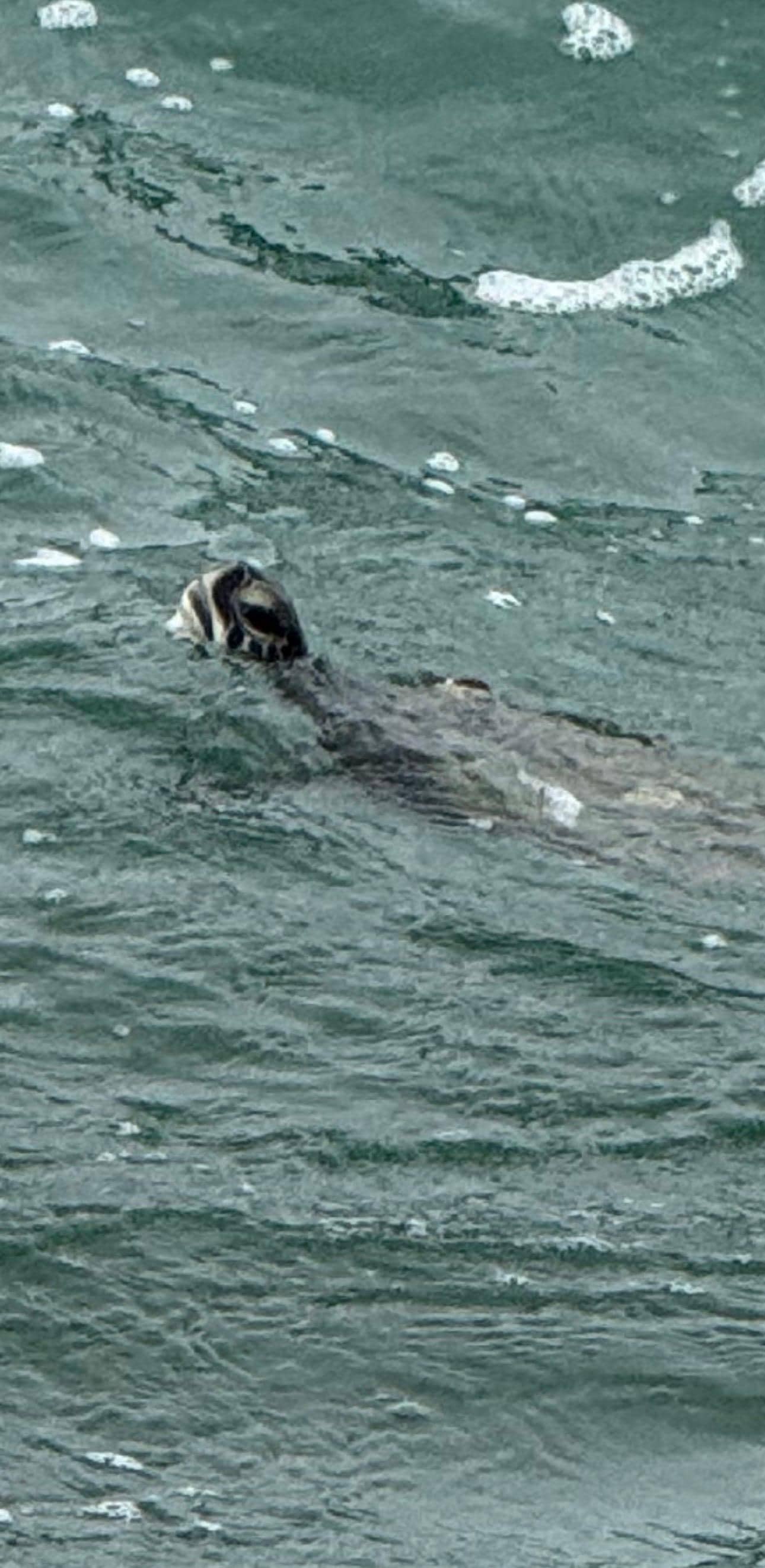 Went down to the Jettys and saw the sea turtles