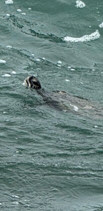 Went down to the Jettys and saw the sea turtles