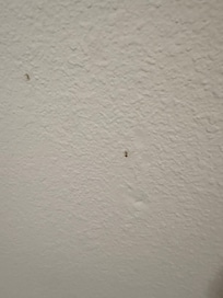 Boogers stuck on wall from who knows when, followed with hair and dirty footprints in the shower wish I took photo but immediately ran shower