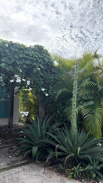 White bell flowers front!!