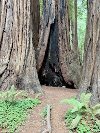 Muir Woods