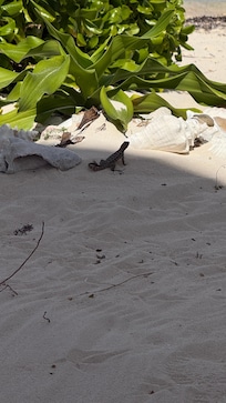 Daily visits by curly tail lizards