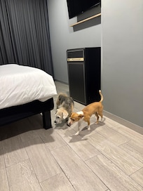 Espacio muy amplio, perritos inspeccionando.