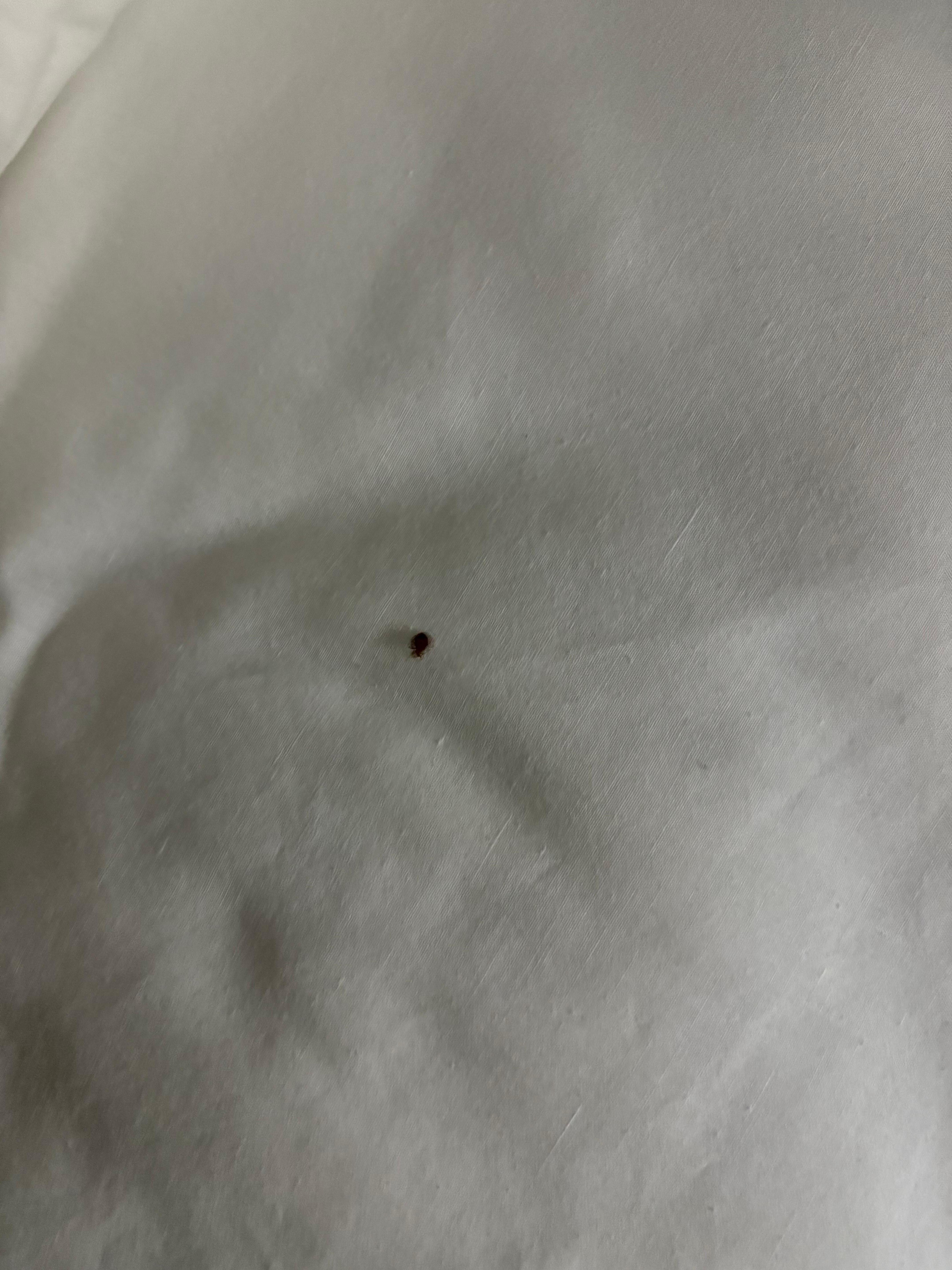 Ticks carry diseases
