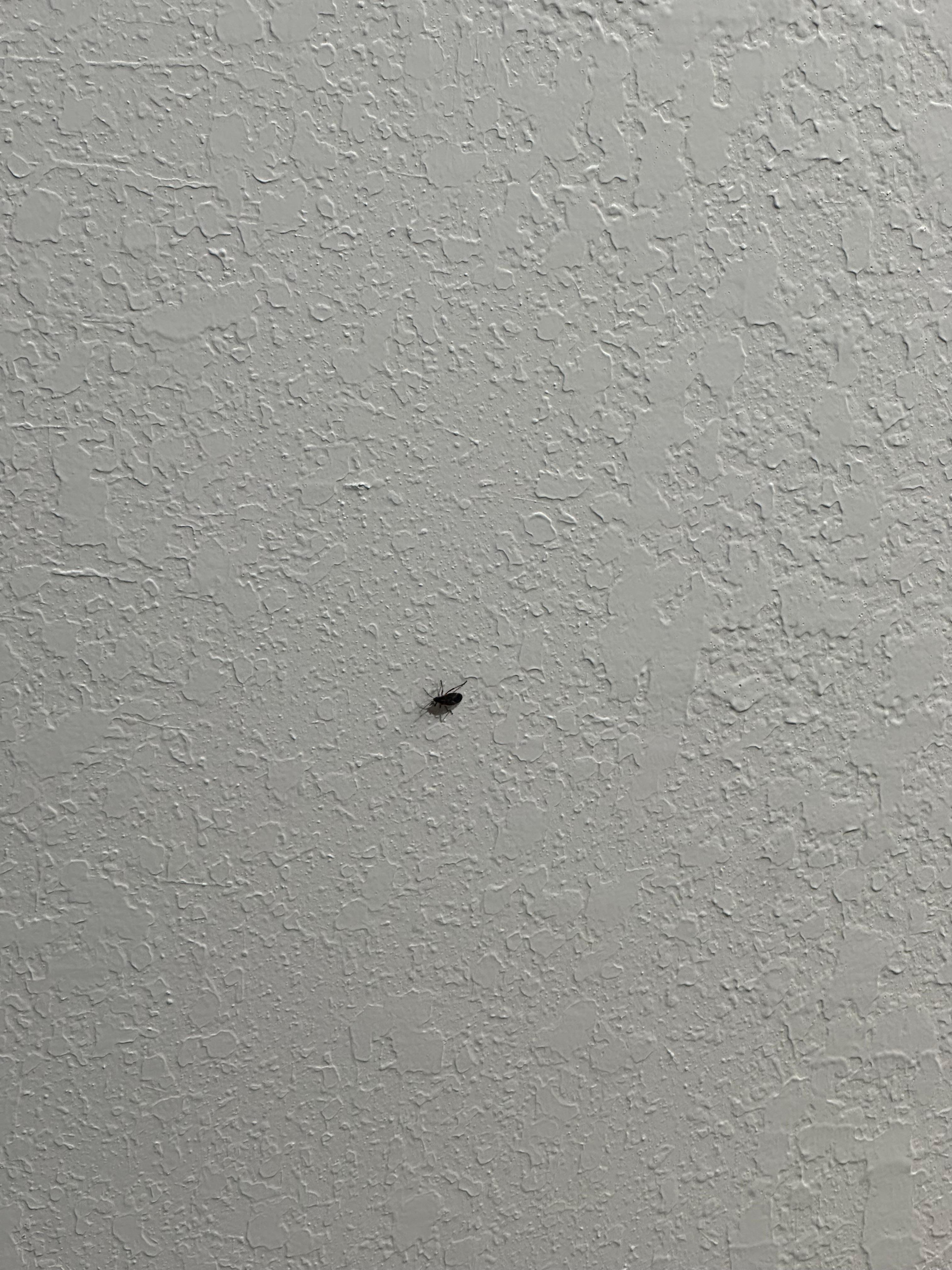 Bug in room 