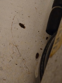 More DEAD ROACHES! YUMMY!