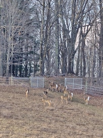 Deer frolicking
