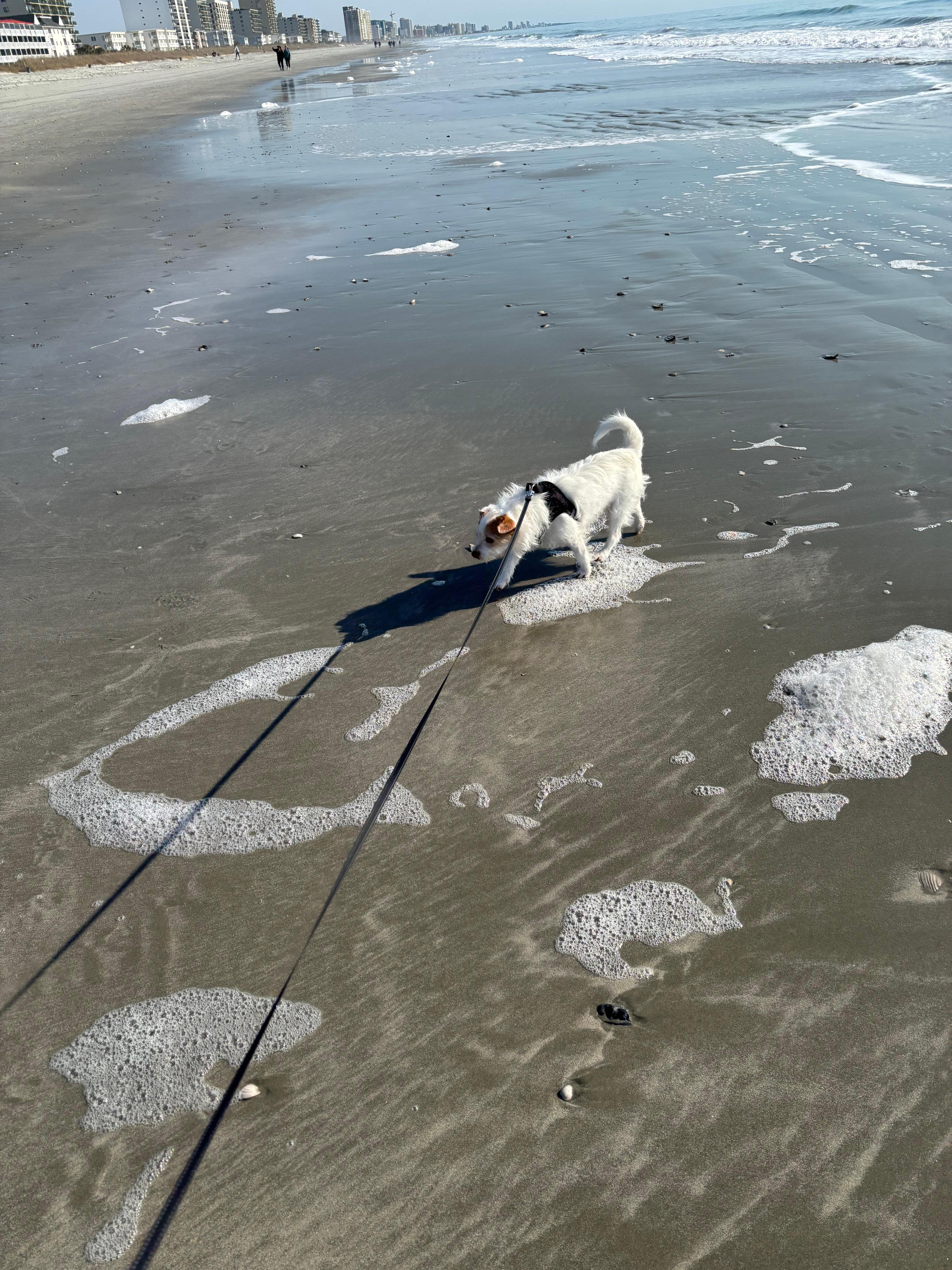 First time ever at the beach.