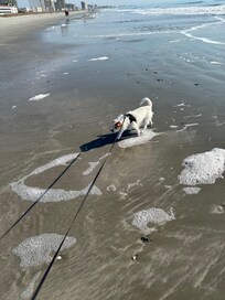 First time ever at the beach.