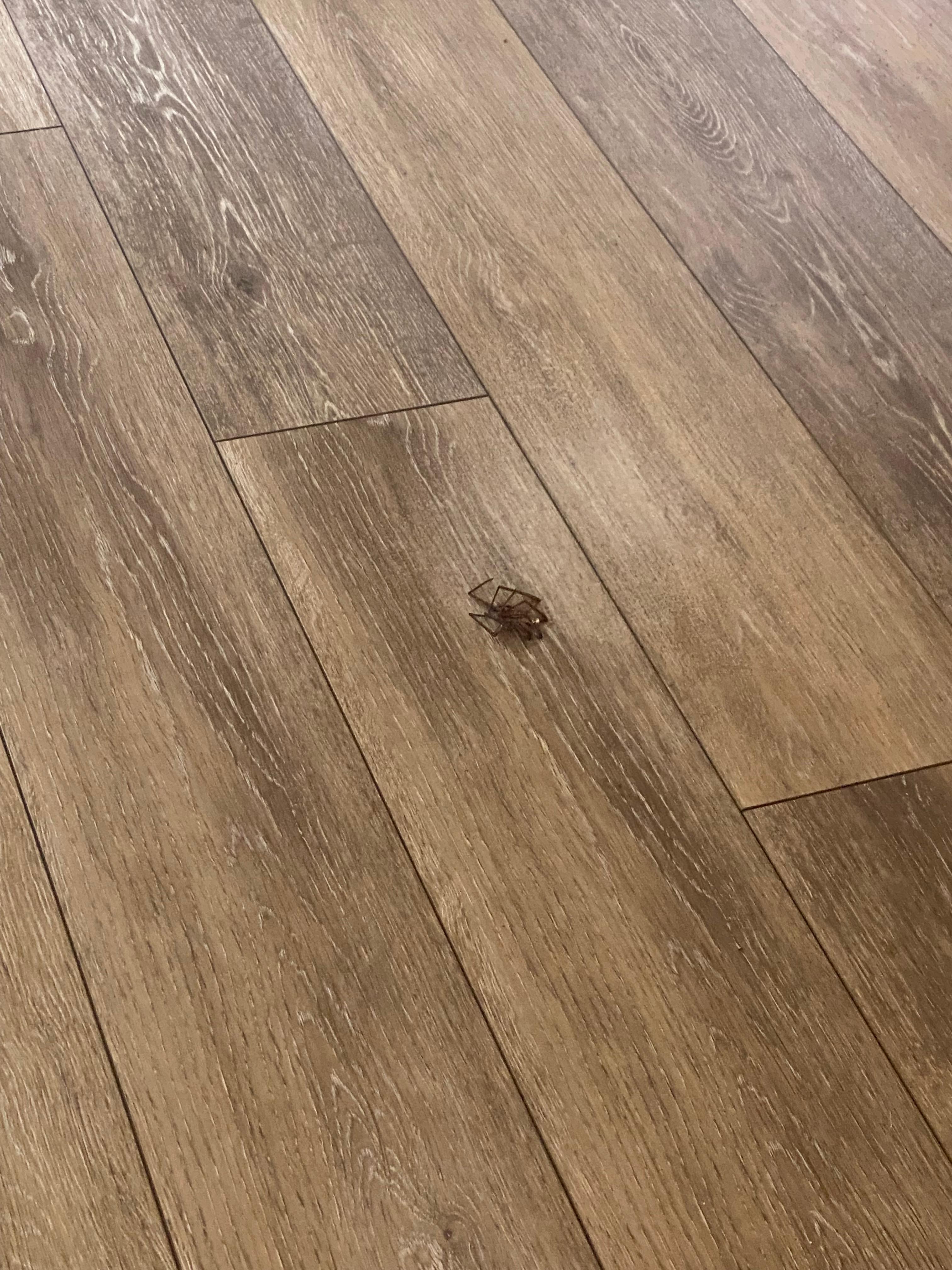 Another spider that we killed 