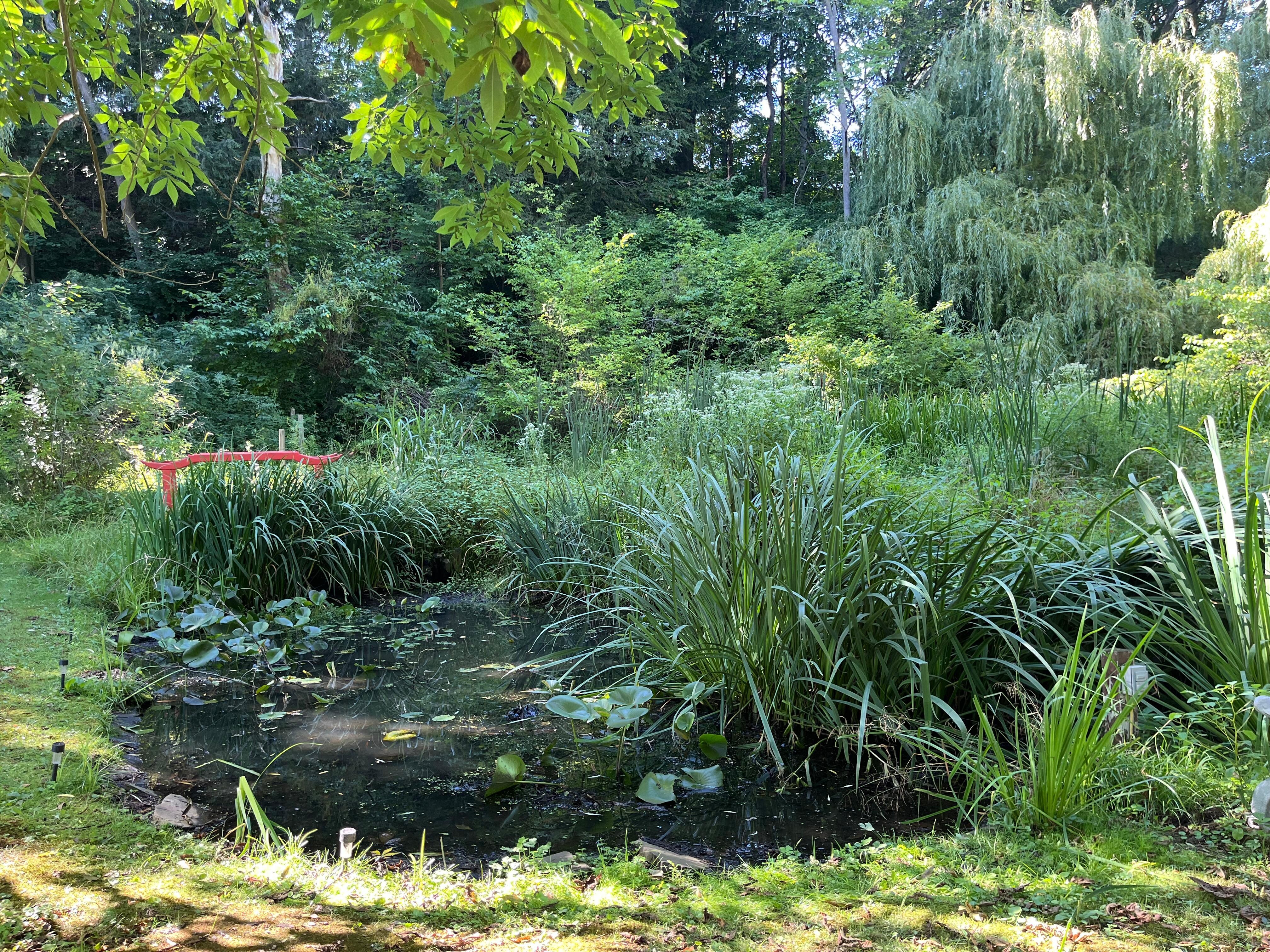 Frog garden / pond was really cute and lots of frogs! 
