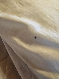 Bug on the pillow in master bedroom, which we are pretty sure it was a tick or a bed bug