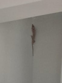 Gecko