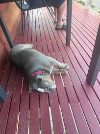 Afternoon siesta on the deck