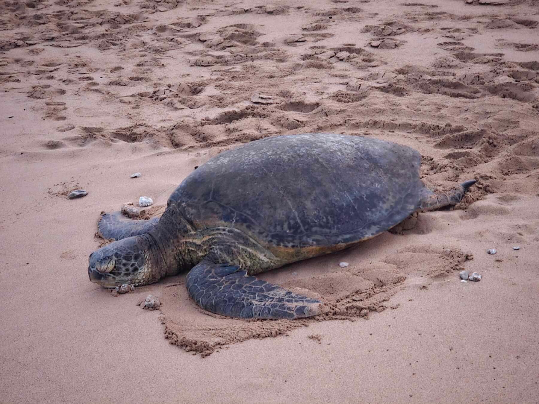 Turtles walk down beach from where our condo was
