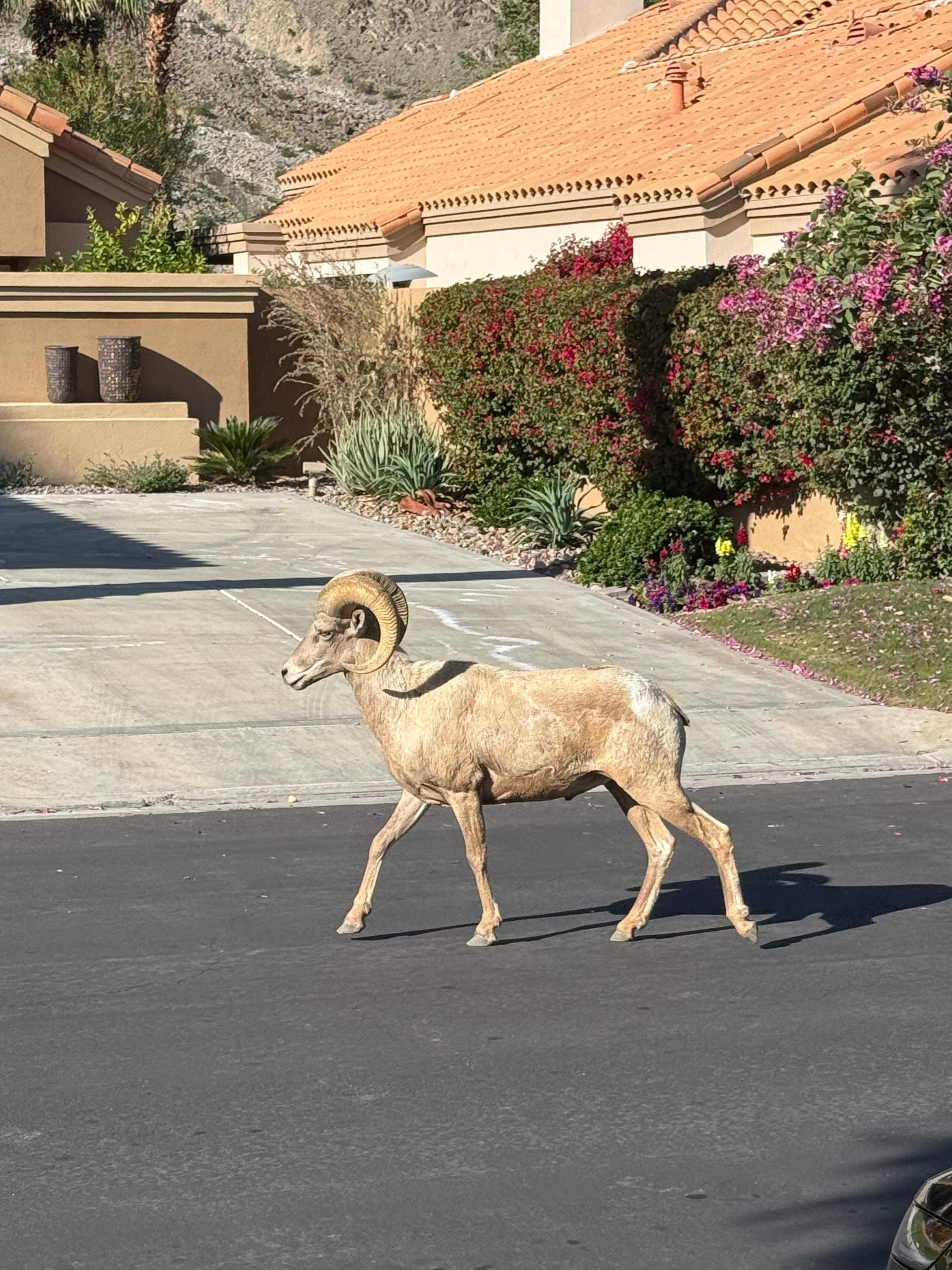 Bighorn Sheep saying goodbye as we were checking out