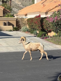 Bighorn Sheep saying goodbye as we were checking out