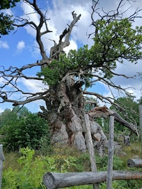 1000 year old oak