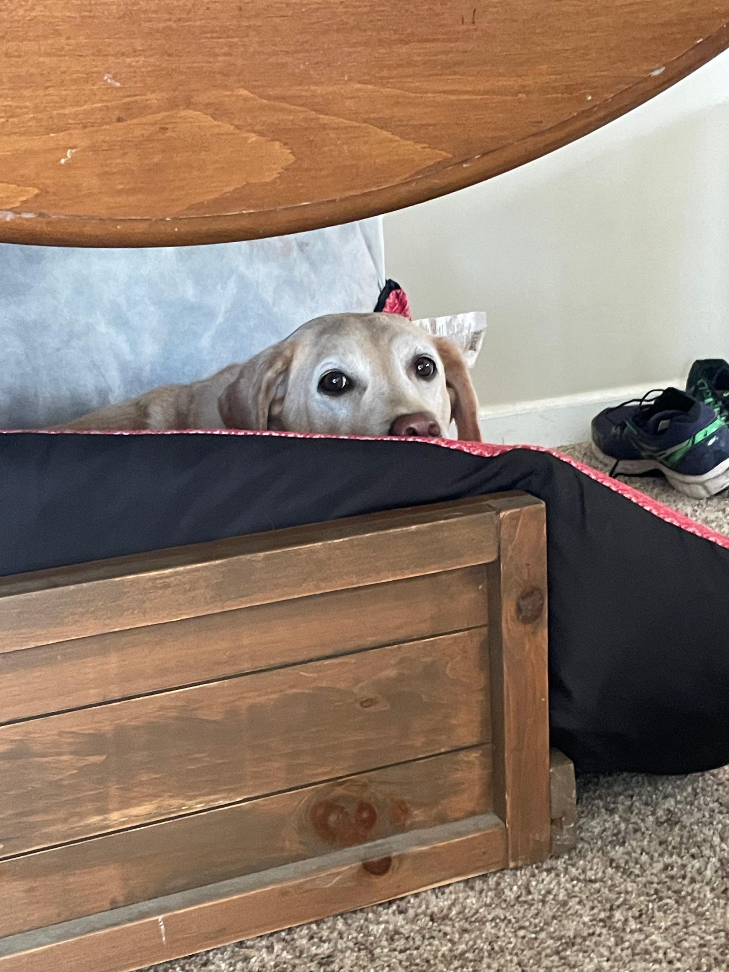 but Reno found this comfy box to hang out in when the kitchen was closed and actually preferred it to her Temper-Pedic foam mattress from home