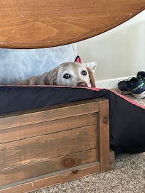 but Reno found this comfy box to hang out in when the kitchen was closed and actually preferred it to her Temper-Pedic foam mattress from home