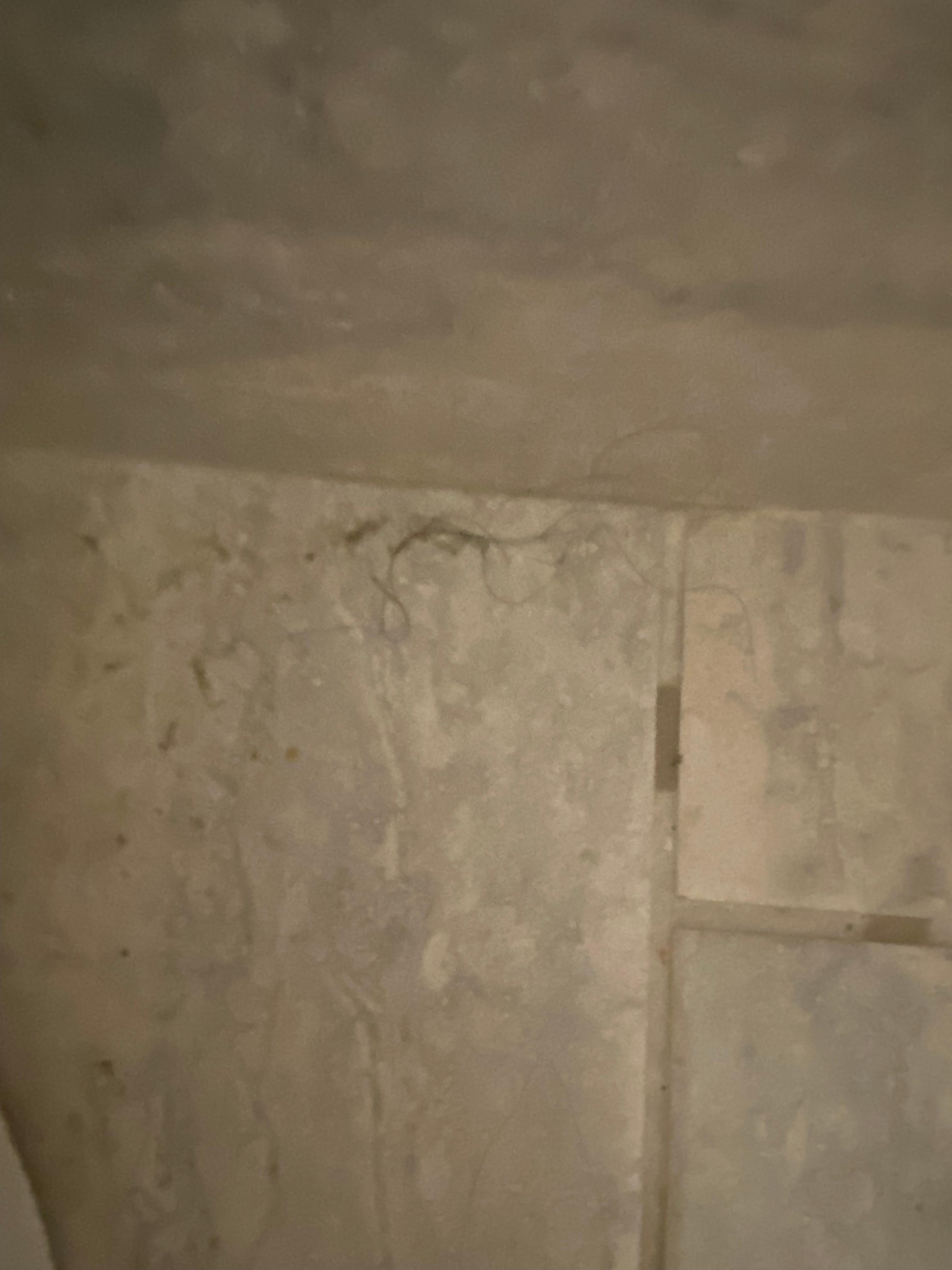 Hair behind toilet