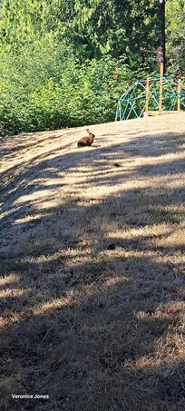 Friendly rabbit