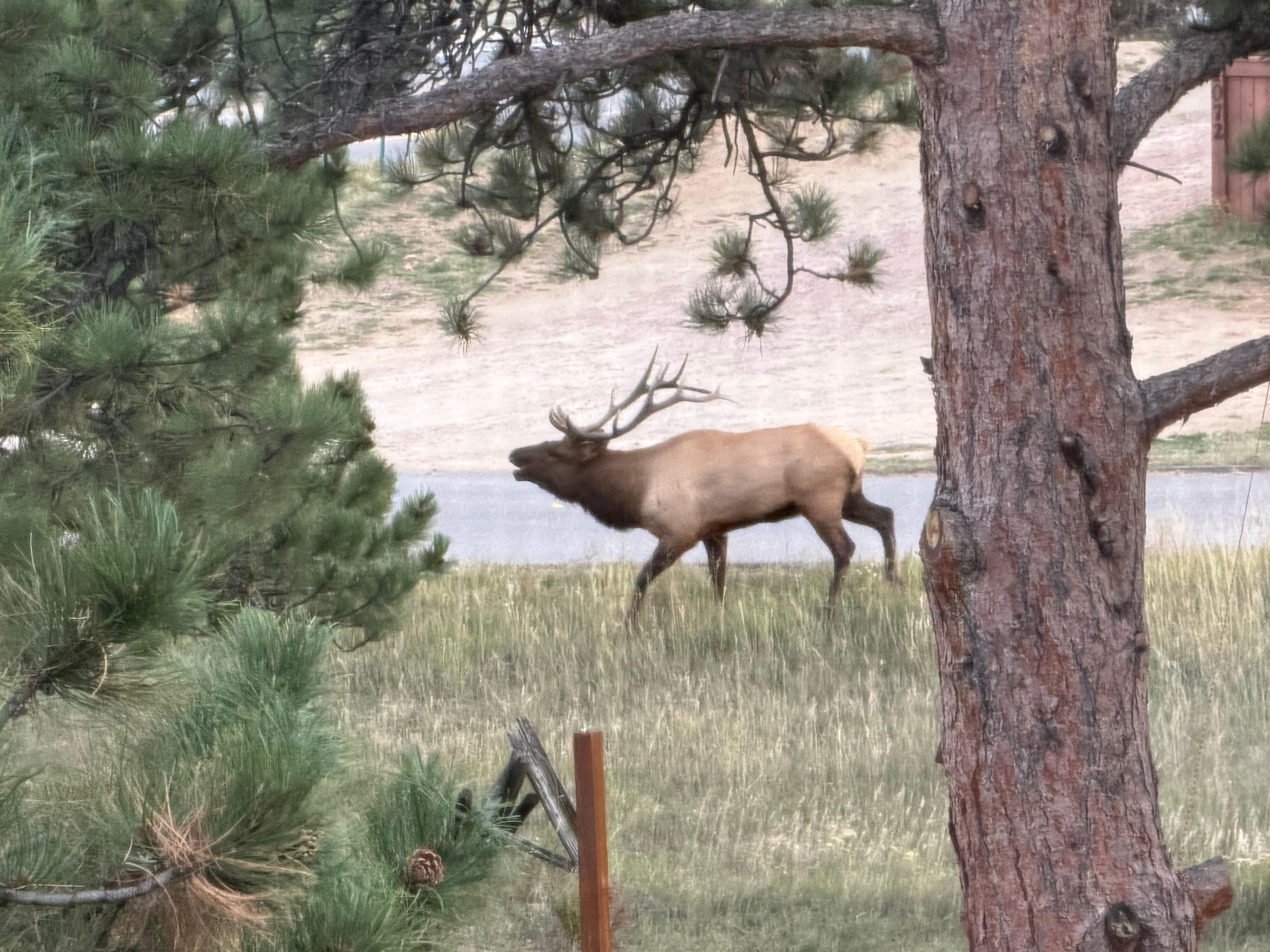 This large bull elk was impressive to see!