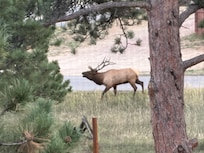 This large bull elk was impressive to see!