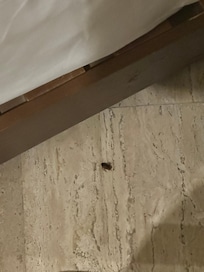 Roaches crawling through the room