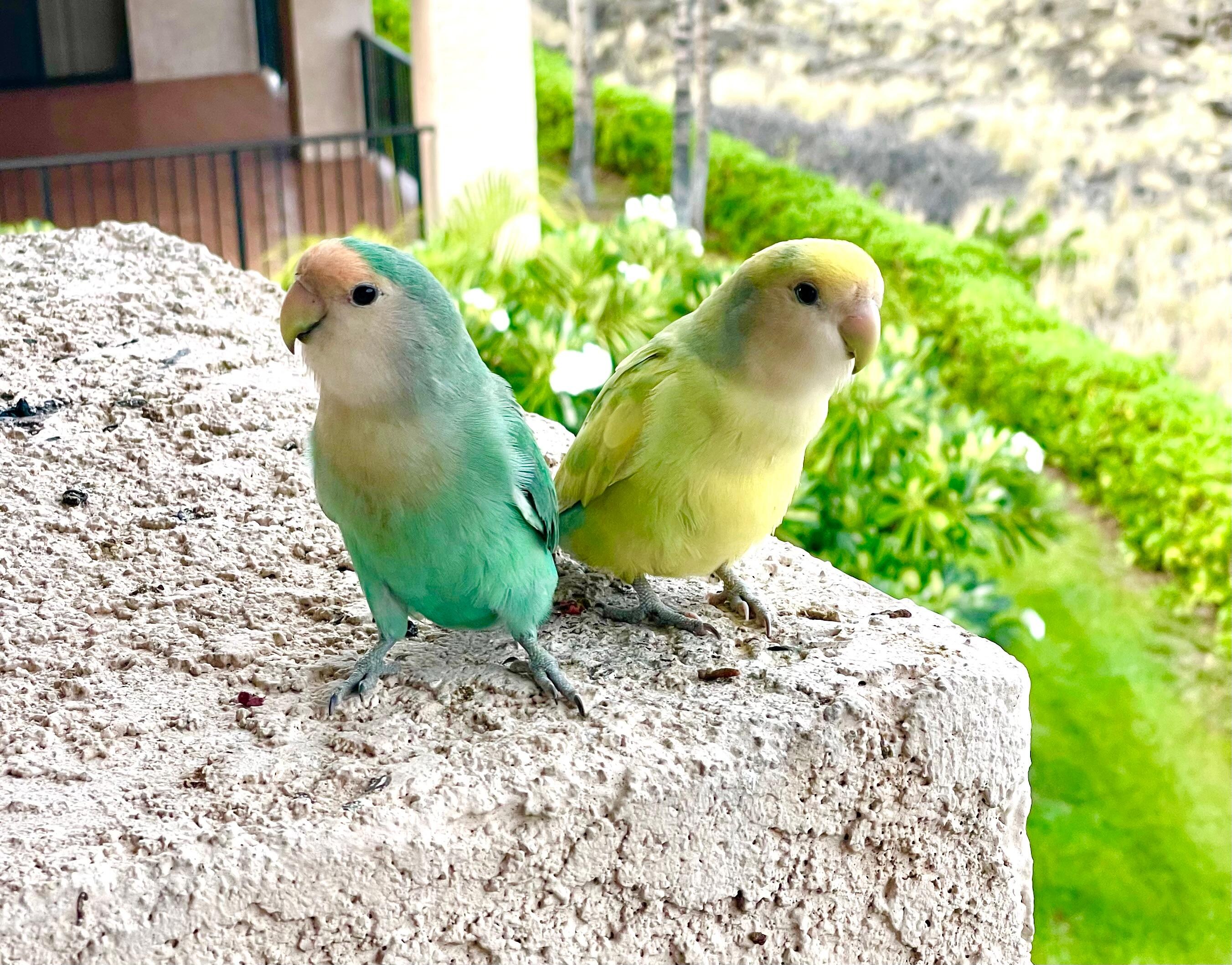 Our morning visitors while drinking coffee on the lanai