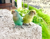 Our morning visitors while drinking coffee on the lanai