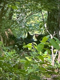 Morning visitors outside the fenced yard